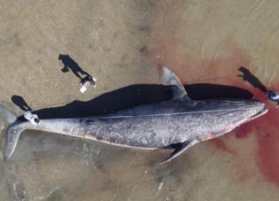 نهنگ های خاکستری از گرسنگی در حال مرگ هستند